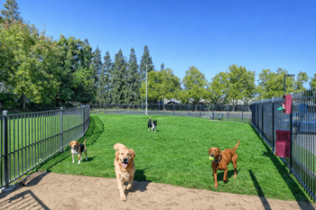Dog park